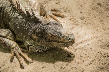 Iguana in Bangkok, Thailand