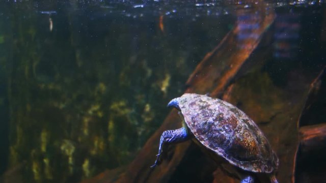 an australian freshwater turtle swims underwater recorded at 1080 60fps