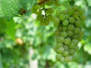 Wine Grapes