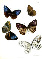 Butterflies