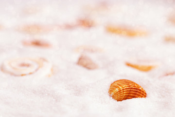 Sea shell on the fine white sand with a blurry background with bokeh. Selective focus on seashell. Summer sea background with copy space.