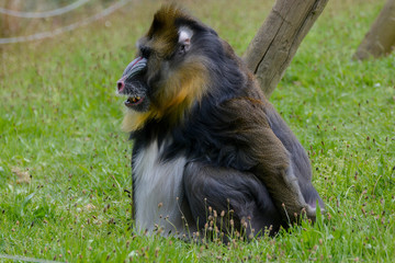 Mandrill (primate)