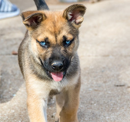 Cute Puppy