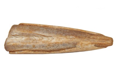 Belemnite fossil