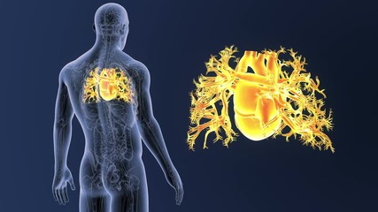 Heart zoom with Anatomy
