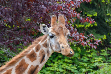 Fototapeta premium Girafe de Rothschild 
