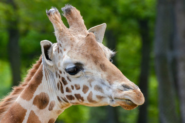Fototapeta premium Girafe de Rothschild 