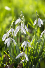Obraz premium snowdrops, Galanthus
