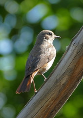 common redstart