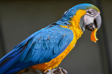 Ara bleu et ara militaire © jojojo07