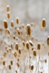 Many teasel stalks standing in a meadow in the winter covered with snow