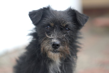 Portrait of a dirty dog