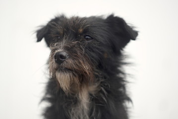 Portrait of a dirty dog