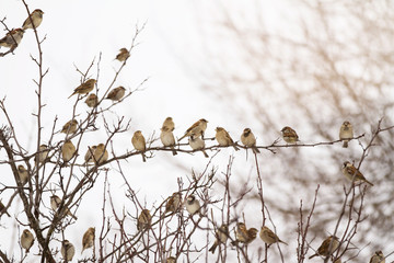 Flock of sparrows perched on branches of a tree; many birds sitting on branches in the winter