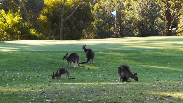 a mob of kangaroos graze the grass on a golf course at merimbula, new south wales