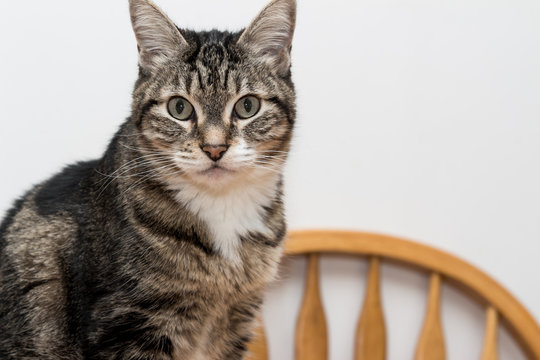 Tabby Cat Looking At Camera