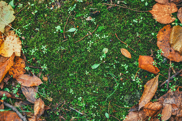 Dry leaves on the grass ground in a beautiful autumn forest