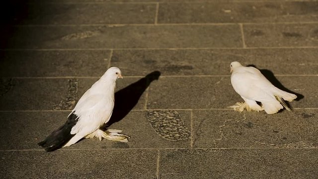 Two doves walking the city street, symbol of peace, birdwatching in park