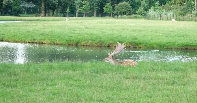 Deer feedings on grass in meadowland, near a nice creek: a calm and paceful country landscape.
