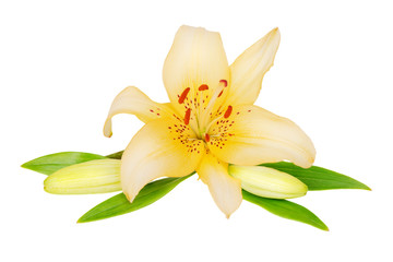 Obraz premium Beautiful Lily flower on a white background