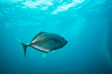 Fototapeta premium Tuna