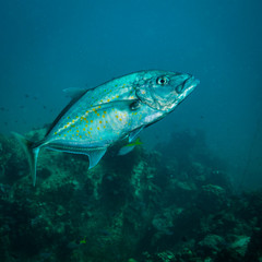 Fototapeta premium Tuna
