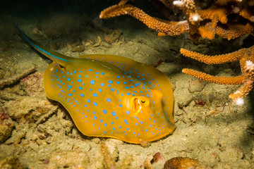 Blue spotted stingray