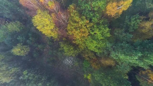 Aerial view of the forest with trees covered with yellow foliage, top view
