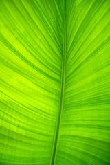 Banana leaf. Background and texture.