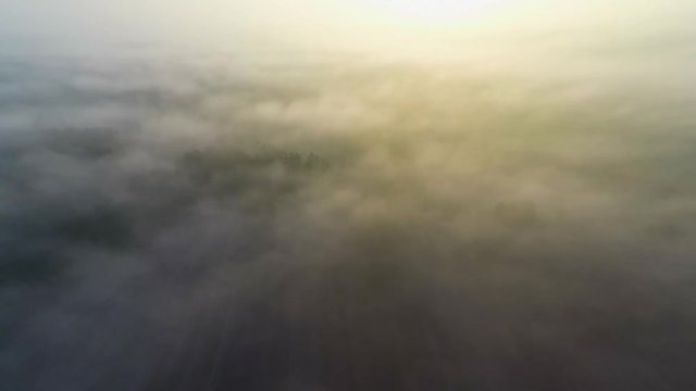 Aerial view of the forest with trees covered with yellow foliage, top view