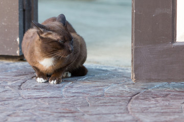 cute cat sitting on the road