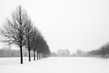 Black and White Avenue of Trees in Snowy landscape.