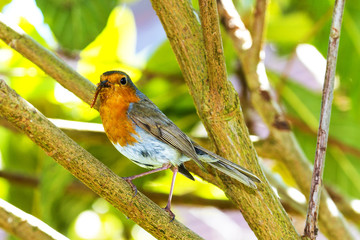 Garden Robin with millipede in it's Beak.