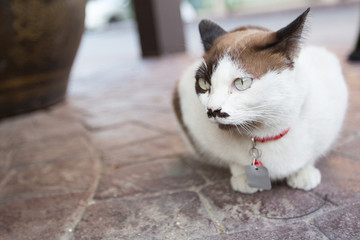 cute cat sitting on the road