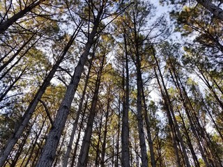 bottom to top of a forest