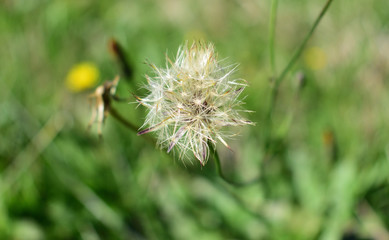 Close up of dandelion in grass