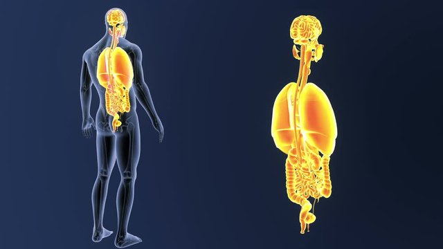 Organs zoom with Skeleton