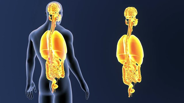 Organs zoom with Body