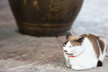 cute cat sitting on the road