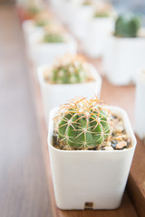 tiny cactus on wooden table