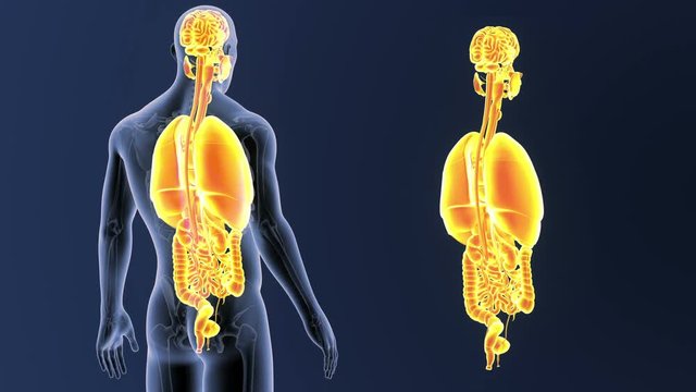 Organs zoom with Skeleton