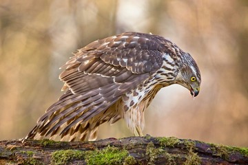 Birds of prey - Young northern goshawk (Accipiter gentilis). Wildlife scenery, Slovakia, Europe.