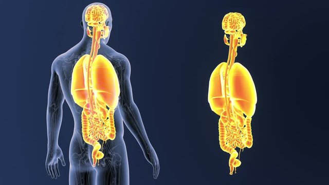 Organs zoom with Anatomy