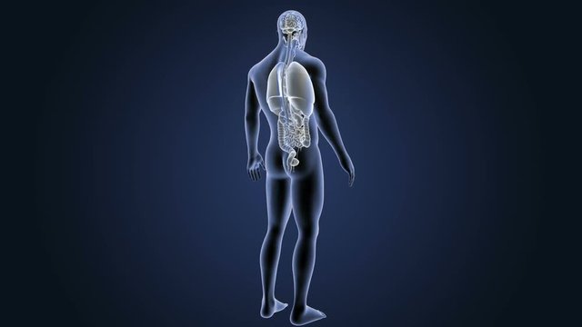 Organs with Body