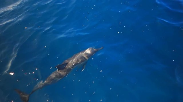 a pod of common dolphin play in the bow wave of a boat