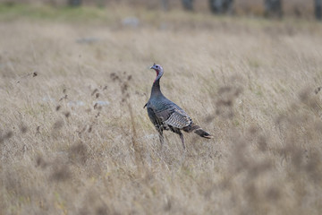 Wild Turkey © Steve Oehlenschlager