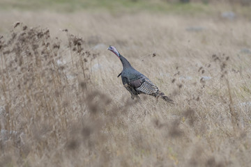 Wild Turkey © Steve Oehlenschlager