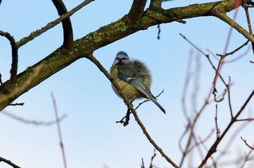 Blaumeise (Cyanistes caeruleus)