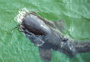 giant catfish in the cooling pond of the Chernobyl nuclear power plant
