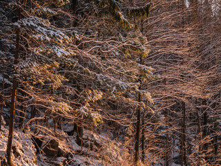 Trees against the cold winter evening sky
